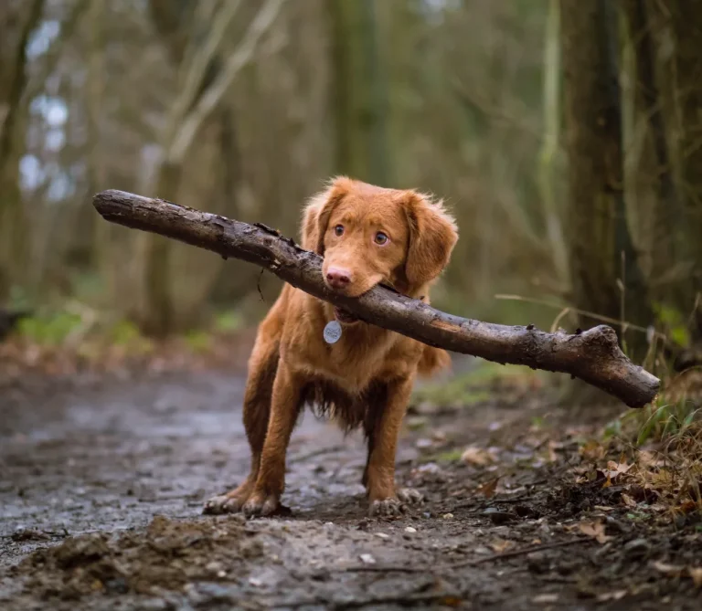 Dignissim Cras Tincidunt Lobortis